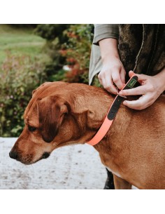 Dog collar HUNTER Convenience Comfort, S (40), 27-35cm,... 2