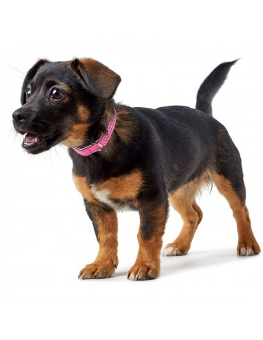 Dog collar HUNTER Modern Art Luxus, XS-S (32),...