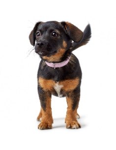 Dog collar HUNTER Modern Art, XS-S (37), 28-34cm, pink 2