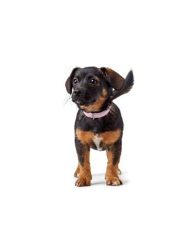 Dog collar HUNTER Modern Art, XS-S (37),...