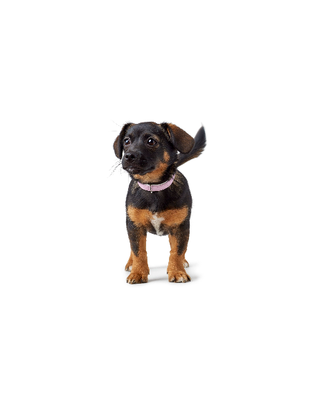Dog collar HUNTER Modern Art, XS-S (37), 28-34cm, pink
