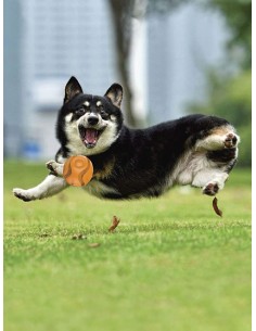 Dog toy, GiGwi - G-Foamer, orange ball, very durable,... 2