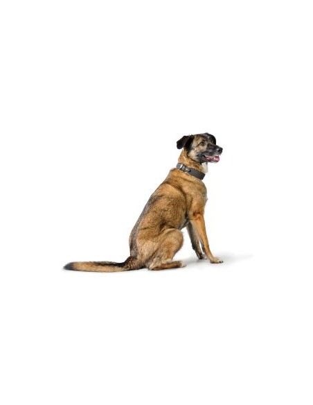 Dog collar HUNTER Malta 50/S, gray/black