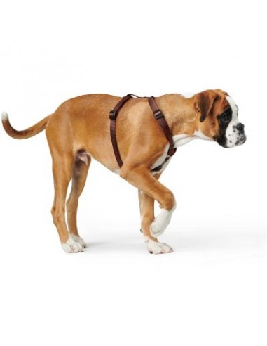 Dog harness HUNTER Ecco Sport Vario Rapid XXS,...