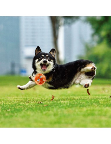 Dog toy, GiGwi, Crazy Ball, orange