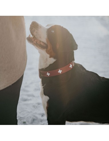 Dog collar, HUNTER, Swiss Collar, L (65),...