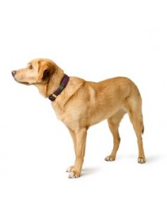 Dog collar, HUNTER, Havanna, L (60),  48- 56 cm, blackberry 2