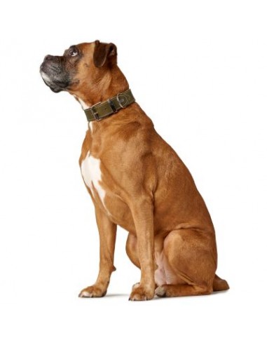 Dog collar, HUNTER Aalborg Special, Olive