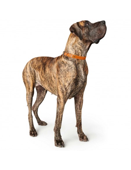 Dog collar, HUNTER Cannes Alu-Strong, orange
