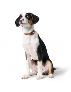Dog collar, HUNTER Soho Mini, cognac 2
