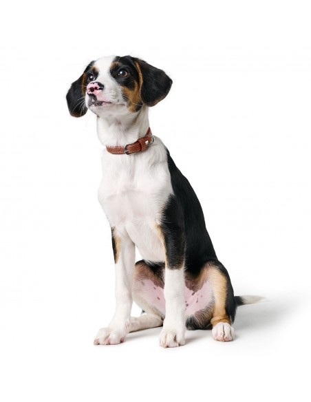 Dog collar, HUNTER Soho Mini, cognac