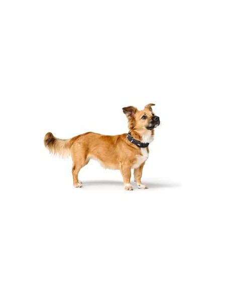 Dog collar, HUNTER Soho X Love, black