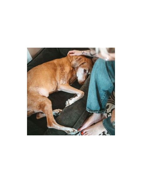 Orthopedic dog bed, HUNTER, Melun, 80x60cm