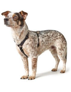 Harness, HUNTER, Tripoli, black, S 2