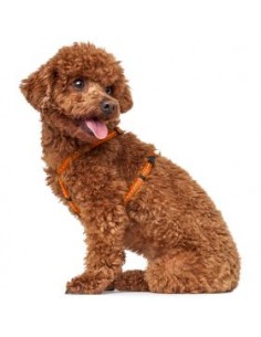 Harness, HUNTER, Tripoli, orange, S 2